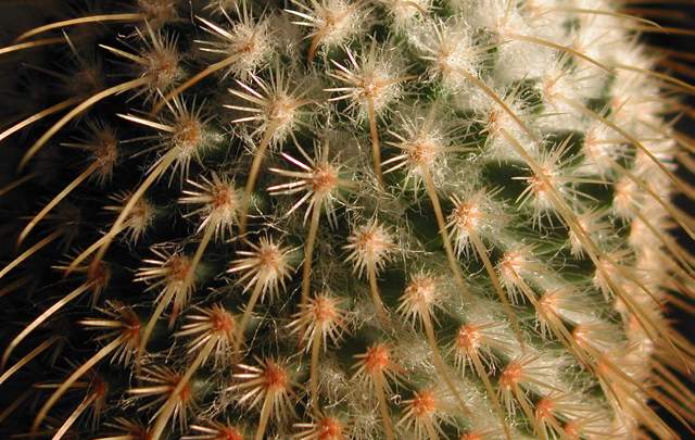 Mammillaria dixanthocentron (2).jpg